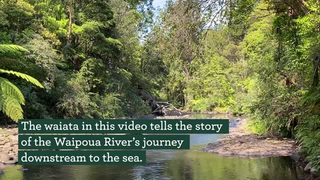 Waipoua River restoration