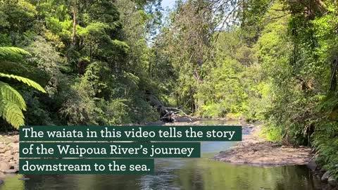 Waipoua River restoration