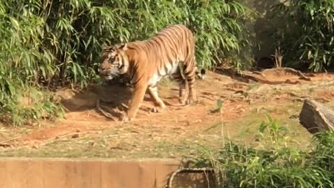 A tiger walking around in the woods.