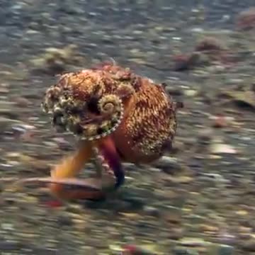 An Octopus ‘walking’ in a hurry