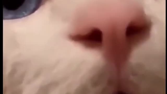 CUTE CATS