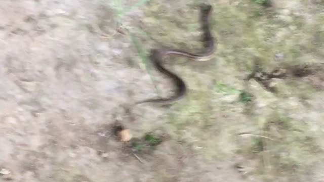 Snake walk1