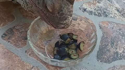 Blueberry Madness!