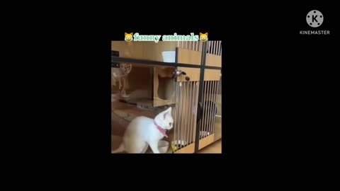 Funny video | cartoon | dog | pets | animal videos | funny cartoon video | funny cat try to not lol.