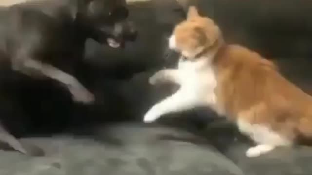 Cat and pitbull fight