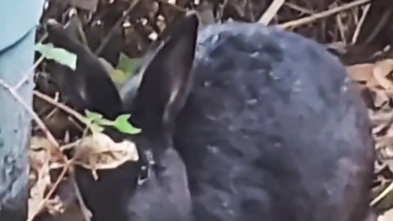 Rabbit philosophy