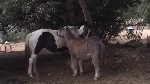 Two horses brown and white nestle together outside on a farm