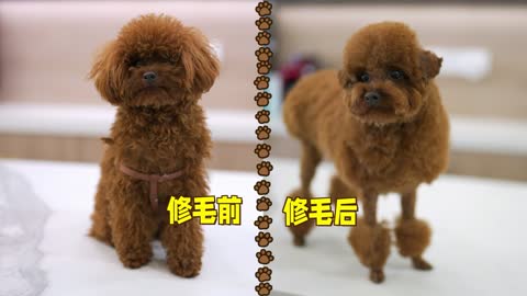 Puppies before and after shaving