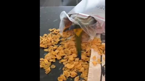Animais Happys