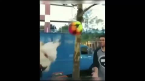Cute And Funny Pets #3