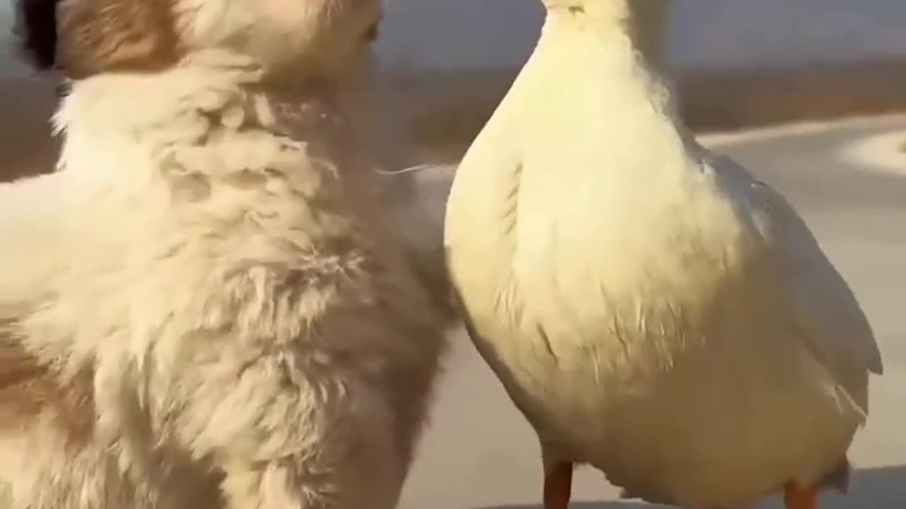 Friendship / puppy & duck & duckling - follow me