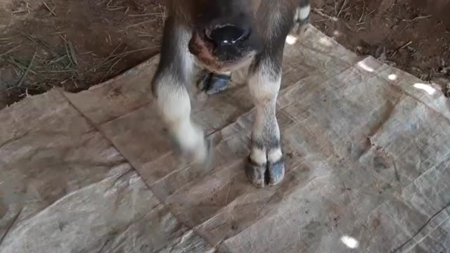 cute baby buffalo _Daily life vlog