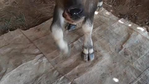 cute baby buffalo _Daily life vlog