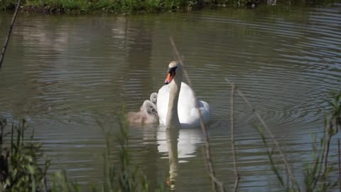beautiful swans on the lake