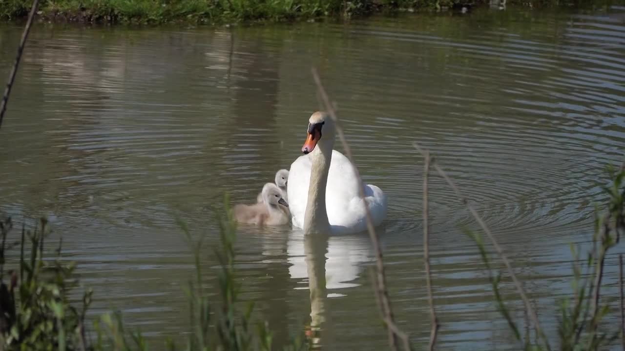 beautiful swans on the lake