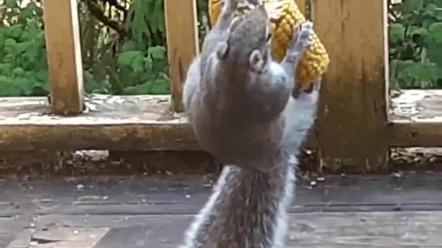 A squirrel having corn food in funny way