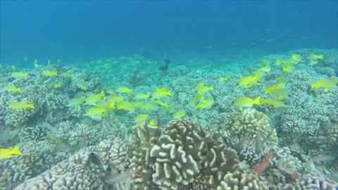 Snorkel Fakarava, Tuamotus