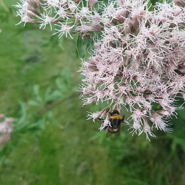 How to pet a wild yet soft bumblebee