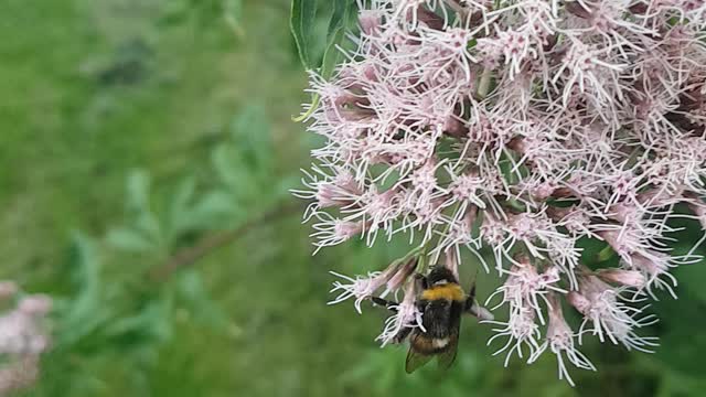 How to pet a wild yet soft bumblebee