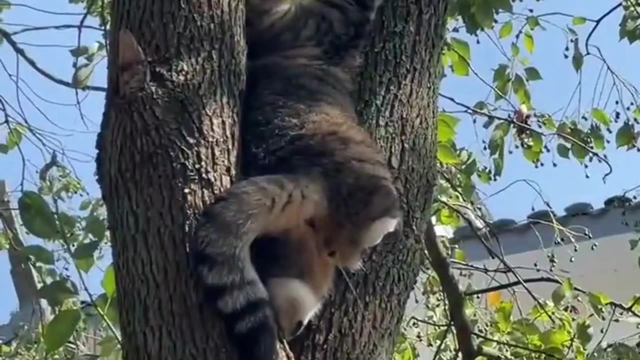 Cute cats funny video