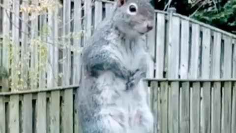 Dancing Squirrel