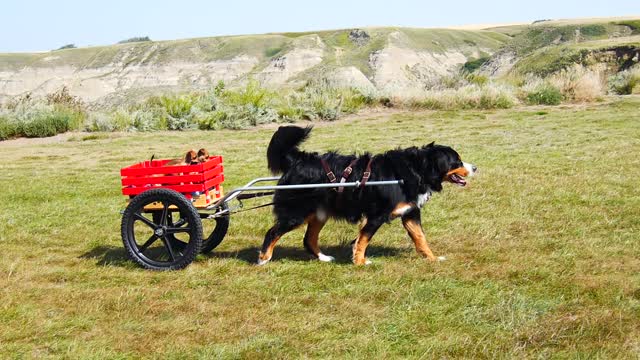 Big dog graciously pulls puppy friends in cart