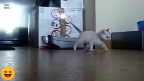 The kitten is playing beautifully