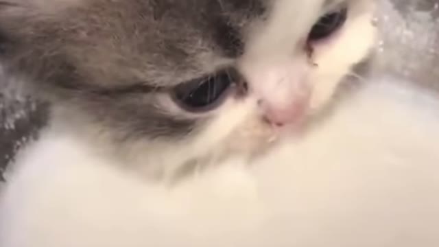 Kitten ASMR