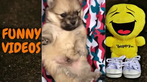 💖FUNNY ANIMAL VIDEO COMPILATION 😻🐶#24