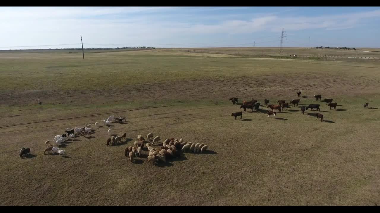 Aerial view shepherd grazes herd of cows and sheep on beautiful boundless meadow under boundless sky