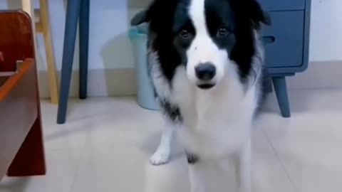 DOG MAKE VIDEO CAMERA STANDARD
