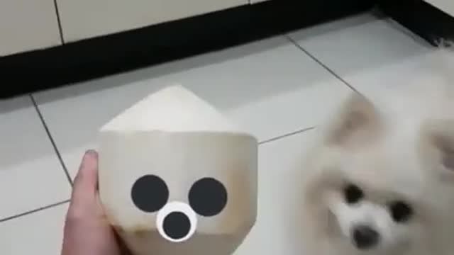 cumlord realises he looks like a peeled coconut and then he do a spin