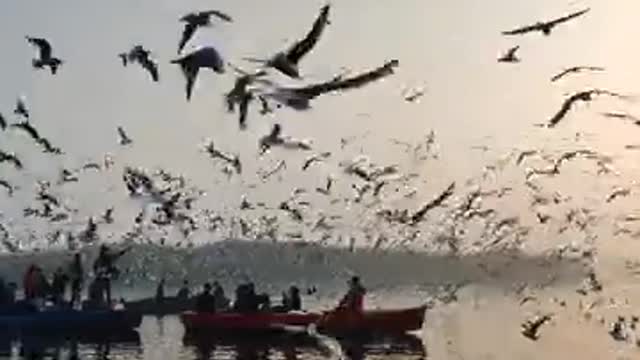 MA GIGRIN FARM Birds Flying in Slow Motion - Red Kite Bird Extravaganza