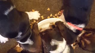 MISCHIEVOUS PUPPIES GET INTO FOOD