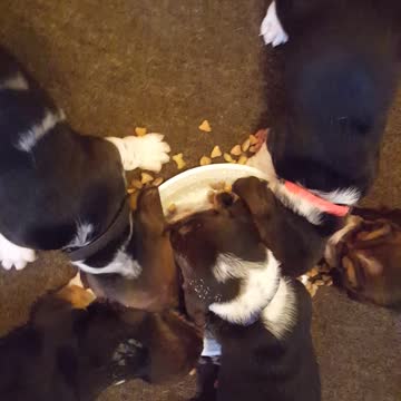 MISCHIEVOUS PUPPIES GET INTO FOOD