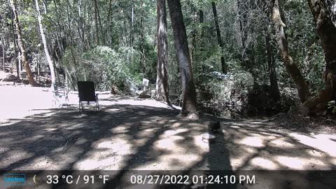 Don't Mess with a Mountain Squirrel...