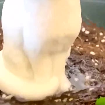 How to get a cat 🤣