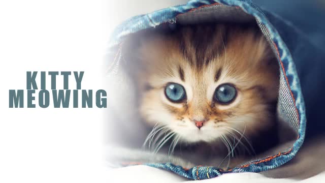 Kitty sounds, Cat Sounds, Cat Mew, Meowing,