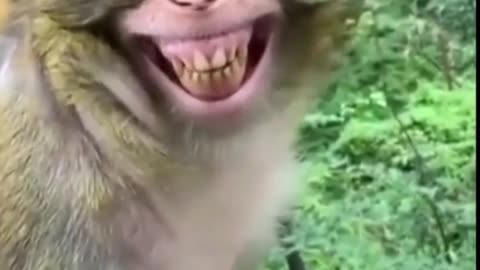 Funny video of 2021