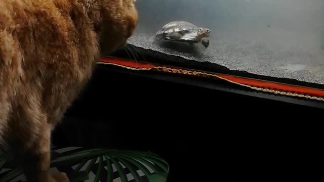 My cat looks at the tortoise in amazement. Could not figure out what it is