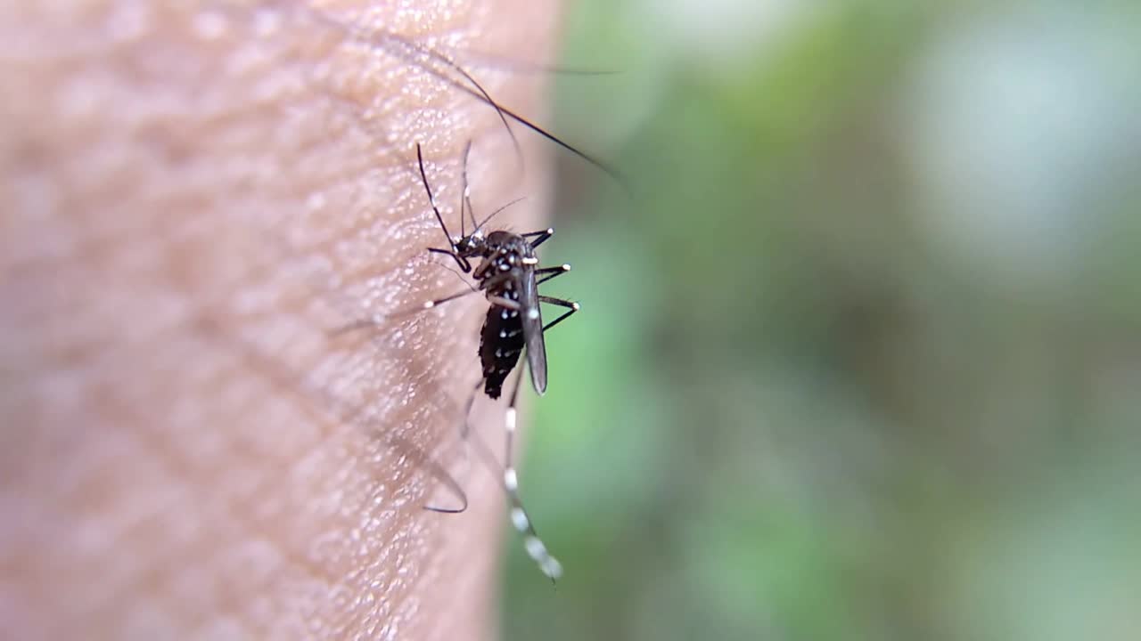 Mosquito bites video template for YouTube