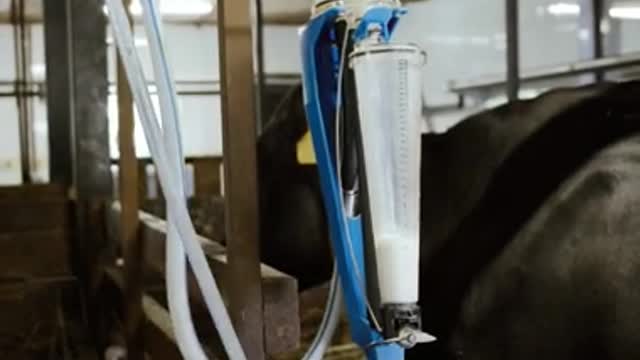 How to milk a cow