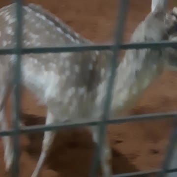 Deer in the zoo
