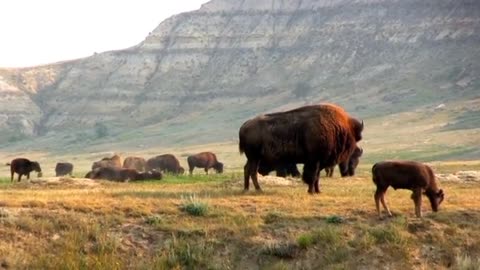 in the middle of the mountains the bison.