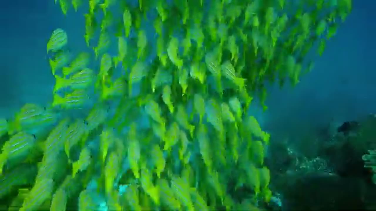 Amazing Underwater Sea life | Royalty Free | Stock Footage | Trending