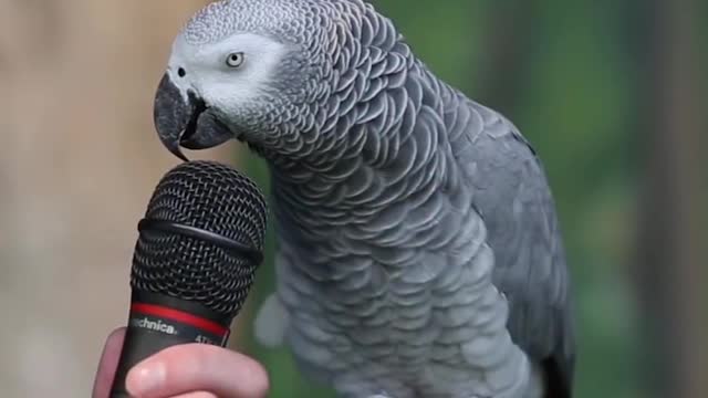 Cute Parrot is talking.