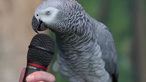 Cute Parrot is talking.