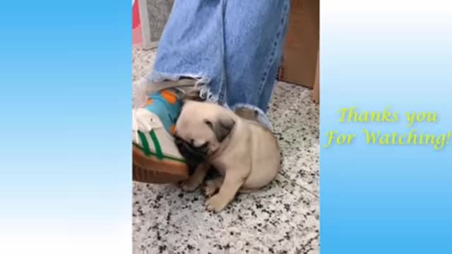 Funny animaal videoss