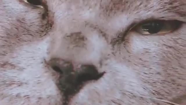 The eyes of the four big cats when they are curious.
