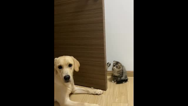 A little guy who's a bully